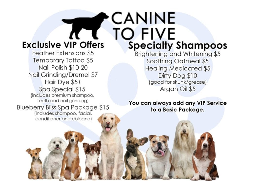 Canine to Five Detroit Flyer